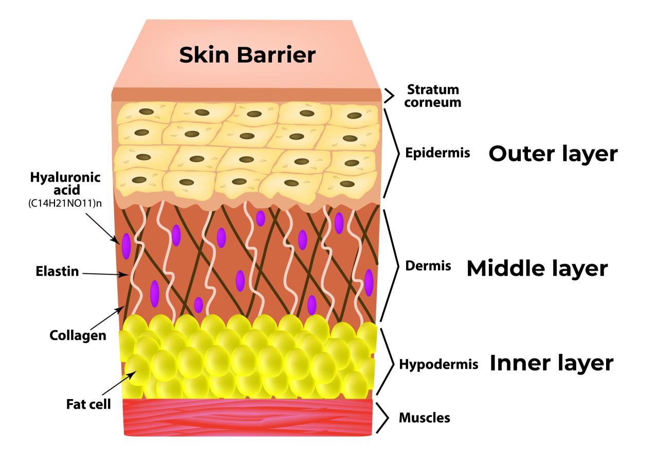 Skin Flooding – Rahsia Lembapan Kulit Maksimum
